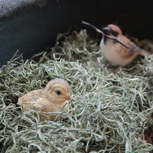 画像をギャラリービューアに読み込む, 巣の中で親鳥の帰りを待つ雛鳥のオブジェ BIRDIE BILL BABY(バーディ ビル ベビー)