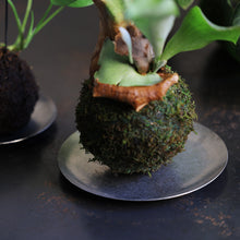 画像をギャラリービューアに読み込む, 【予約商品】耐久性と美しさを兼ね備えた器 Hagen snowflake(ハーゲン スノーフレーク)