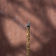 画像をギャラリービューアに読み込む, パイン材に香り豊かで神聖なパロサントチップをふんだんにまぶした、自然の恵みを詰め込んだお香 INCENSE PALO SANTO 8本入り /Sagrada Madre(サグラダマドレ)