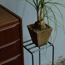 画像をギャラリービューアに読み込む, 植物を引き立てるプランタースタンド KNOP plant stands(ノップ プラントスタンド)