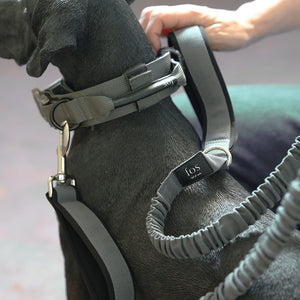 丈夫な素材とシックなデザインを両立させた首輪 Noble Collar(ノーブルカラー)