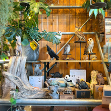 画像をギャラリービューアに読み込む, オオサンショウウオのお役立ち貯金箱 PET BANK GIANT SALAMANDER(ペットバンク ジャイアント サラマンダー)