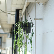 画像をギャラリービューアに読み込む, 一本の軸で構成されたプラントハンガー PLOP HANGING HOLDER(プロップ ハンギングホルダー)