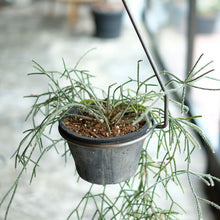 画像をギャラリービューアに読み込む, 一本の軸で構成されたプラントハンガー PLOP HANGING HOLDER(プロップ ハンギングホルダー)