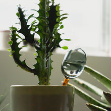 画像をギャラリービューアに読み込む, 水やり後、土の水分が不足したら自動的に水が排出される TWO TONE WATER DISPENSER(ツートーン ウォーター ディスペンサー)