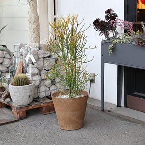 自然環境に近い状態を表現できるプランター ART STONE(アートストーン)