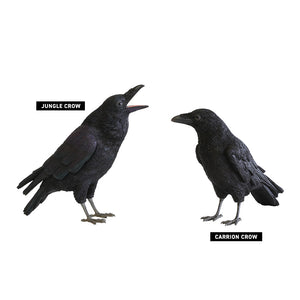 ハシボソガラスのお役立ち貯金箱 PET BANK CARRION CROW(ペットバンク キャリオン クロウ)