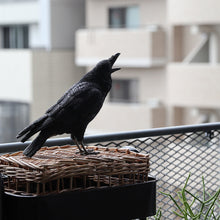 画像をギャラリービューアに読み込む, ハシブトガラスのお役立ち貯金箱 PET BANK JUNGLE CROW(ペットバンク ジャングル クロウ)