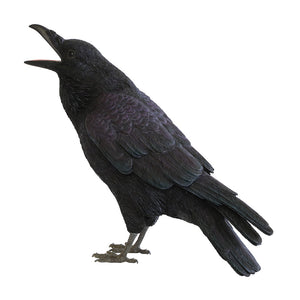 ハシブトガラスのお役立ち貯金箱 PET BANK JUNGLE CROW(ペットバンク ジャングル クロウ)