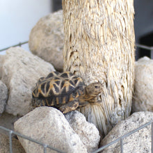 画像をギャラリービューアに読み込む, インドホシガメのお役立ち貯金箱 PET BANK STAR TORTOISE(ペットバンク スター トータス)