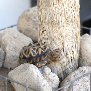 インドホシガメのお役立ち貯金箱 PET BANK STAR TORTOISE(ペットバンク スター トータス)