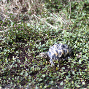 インドホシガメのお役立ち貯金箱 PET BANK STAR TORTOISE(ペットバンク スター トータス)