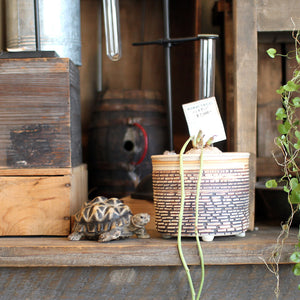 インドホシガメのお役立ち貯金箱 PET BANK STAR TORTOISE(ペットバンク スター トータス)