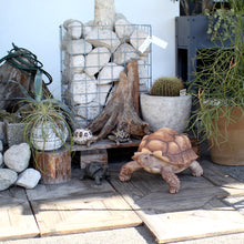 画像をギャラリービューアに読み込む, リクガメのお役立ち貯金箱 PET BANK TORTOISE(ペットバンク トータス)