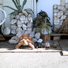 画像をギャラリービューアに読み込む, リクガメのお役立ち貯金箱 PET BANK TORTOISE(ペットバンク トータス)