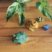 画像をギャラリービューアに読み込む, ベルツノガエルのリアルな生きもの造形マグネット REPTILES MAG HORNED FROG(レプタイルズ マグ ホーンドフロッグ)