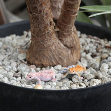 画像をギャラリービューアに読み込む, レオパード ゲッコー ベイビーのリアルな生きもの造形マグネット REPTILES MAG LEOPARD GECKO BABY(レプタイルズ マグ レオパード ゲッコー ベイビー)