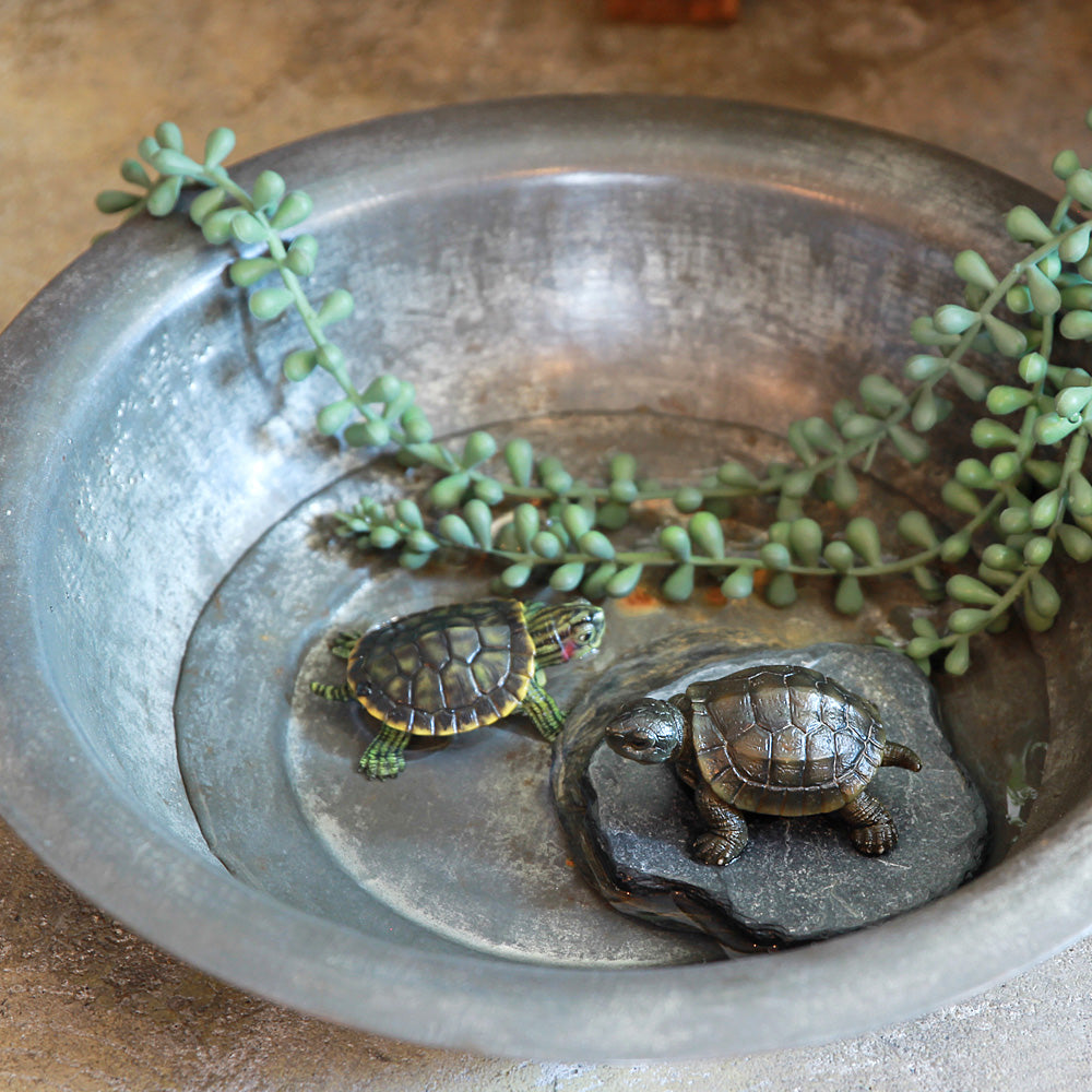 ゼニガメのリアルな生きもの造形マグネット REPTILES MAG POND TURTLE