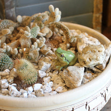 画像をギャラリービューアに読み込む, アマガエルのリアルな生きもの造形マグネット REPTILES MAG TREE FROG(レプタイルズ マグ ツリーフロッグ)