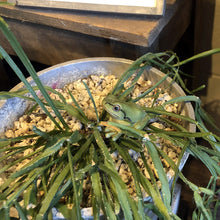 画像をギャラリービューアに読み込む, アマガエルのリアルな生きもの造形マグネット REPTILES MAG TREE FROG(レプタイルズ マグ ツリーフロッグ)