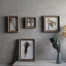 画像をギャラリービューアに読み込む, 植物を飾れば標本が出来上がるフレーム Specimen Frame(スペシメンフレーム)