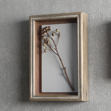 画像をギャラリービューアに読み込む, 植物を飾れば標本が出来上がるフレーム Specimen Frame(スペシメンフレーム)