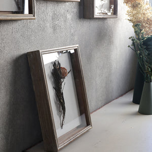 植物を飾れば標本が出来上がるフレーム Specimen Frame(スペシメンフレーム)