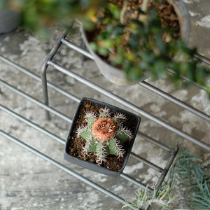 植物を引き立てるワイドタイプのプランタースタンド KNOP plant stands WIDE（ノップ プラントスタンド ワイド）