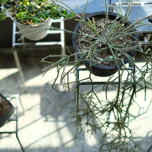 植物を引き立てるプランタースタンド KNOP plant stands（ノップ プラントスタンド）