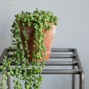 植物を引き立てるプランタースタンド KNOP plant stands（ノップ プラントスタンド）