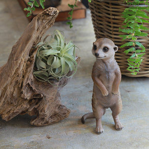 ミーアキャットのお役立ち貯金箱 PET BANK MEERKAT（ペットバンク ミーアキャット）