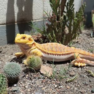 フトアゴヒゲトカゲのお役立ち貯金箱 PET BANK POGONA YELLOW（ペットバンク ポゴナ イエロー）