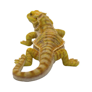フトアゴヒゲトカゲのお役立ち貯金箱 PET BANK POGONA YELLOW（ペットバンク ポゴナ イエロー）