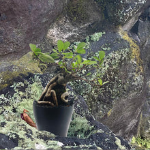 画像をギャラリービューアに読み込む, 見る角度で植物の様々な表情を楽しめるプランター Plastic Pot Cliff（プラスチックポット クリフ）
