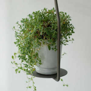フラワーベースなどをのせてディスプレイを楽しむ PLOP HANGING PLATE（プロップ ハンギングプレート）