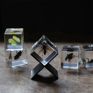 【58％OFF！】立体的に眺めることができる昆虫標本 Casimir（カシミール）
