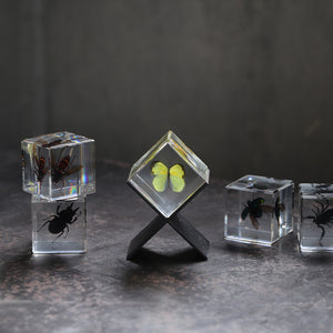 【58％OFF！】立体的に眺めることができる昆虫標本 Casimir（カシミール）