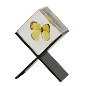【58％OFF！】立体的に眺めることができる昆虫標本 Casimir（カシミール）
