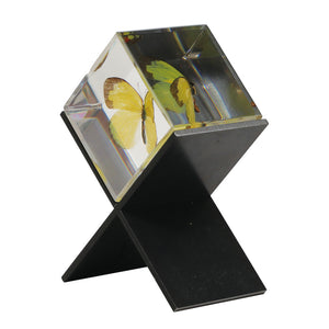 【58％OFF！】立体的に眺めることができる昆虫標本 Casimir（カシミール）