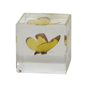 【58％OFF！】立体的に眺めることができる昆虫標本 Casimir（カシミール）
