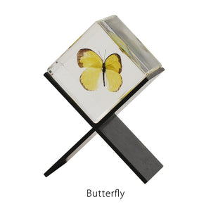 【58％OFF！】立体的に眺めることができる昆虫標本 Casimir（カシミール）