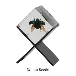 【58％OFF！】立体的に眺めることができる昆虫標本 Casimir（カシミール）