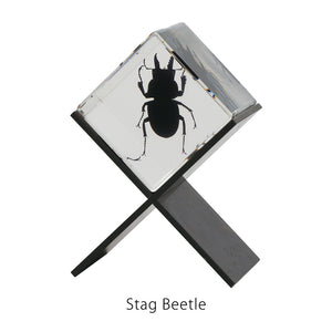 【58％OFF！】立体的に眺めることができる昆虫標本 Casimir（カシミール）
