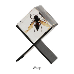 【58％OFF！】立体的に眺めることができる昆虫標本 Casimir（カシミール）