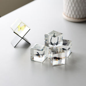【58％OFF！】立体的に眺めることができる昆虫標本 Casimir（カシミール）