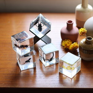 【58％OFF！】立体的に眺めることができる昆虫標本 Casimir（カシミール）