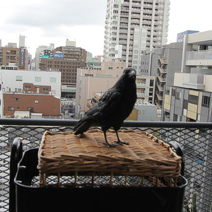 ハシボソガラスのお役立ち貯金箱 PET BANK CARRION CROW（ペットバンク キャリオン クロウ）