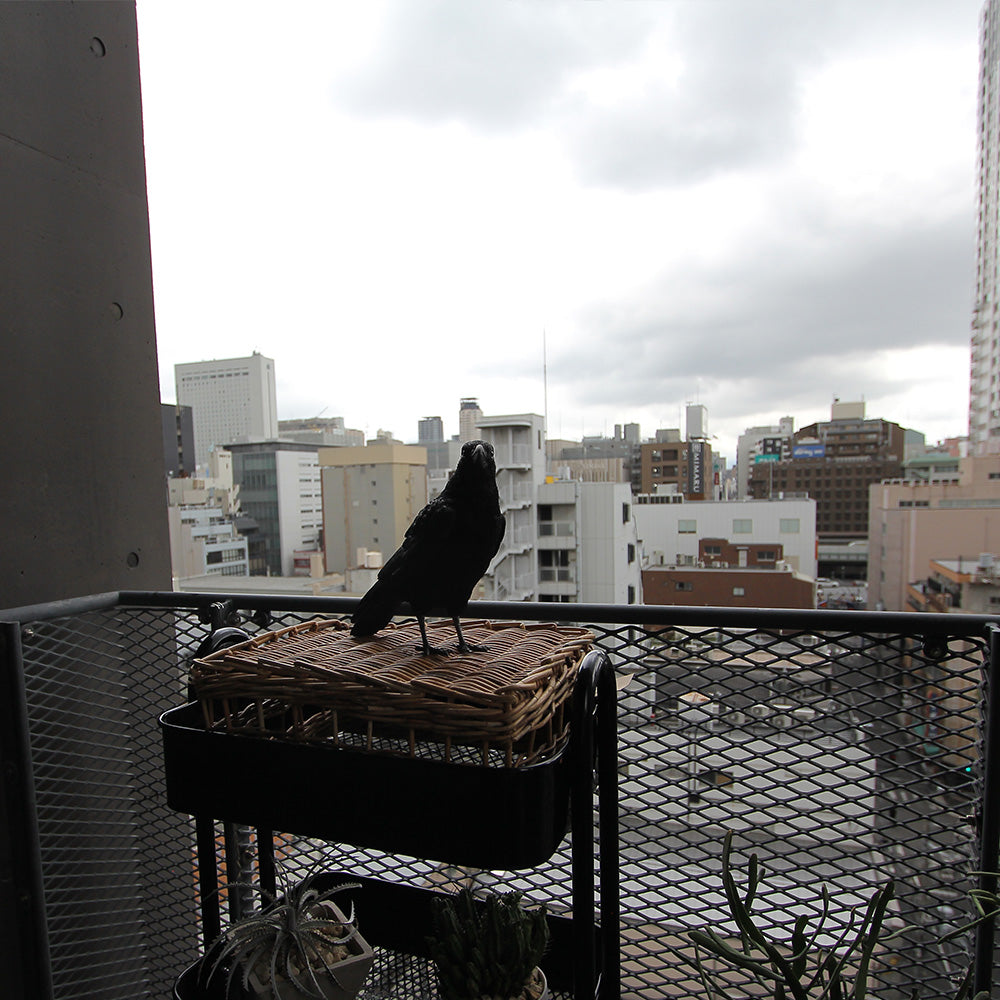 ハシボソガラスのお役立ち貯金箱 PET BANK CARRION CROW（ペットバンク