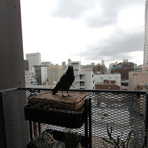 ハシボソガラスのお役立ち貯金箱 PET BANK CARRION CROW（ペットバンク キャリオン クロウ）