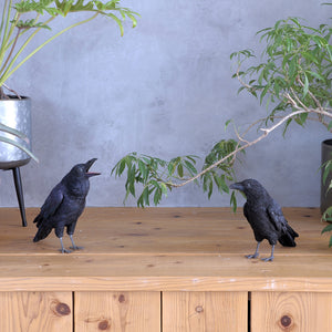 ハシボソガラスのお役立ち貯金箱 PET BANK CARRION CROW（ペットバンク キャリオン クロウ）